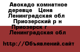 Авокадо комнатное деревце › Цена ­ 299 - Ленинградская обл., Приозерский р-н, Приозерск г.  »    . Ленинградская обл.